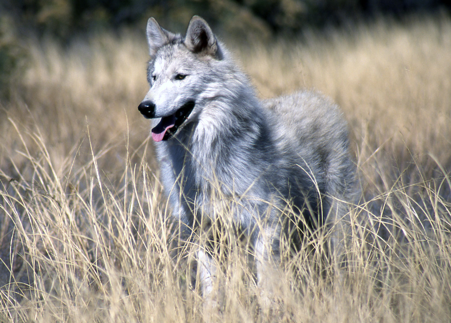 Gray+Wolf+Facts.jpg