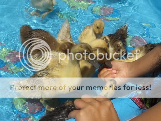 Ducklings5.jpg