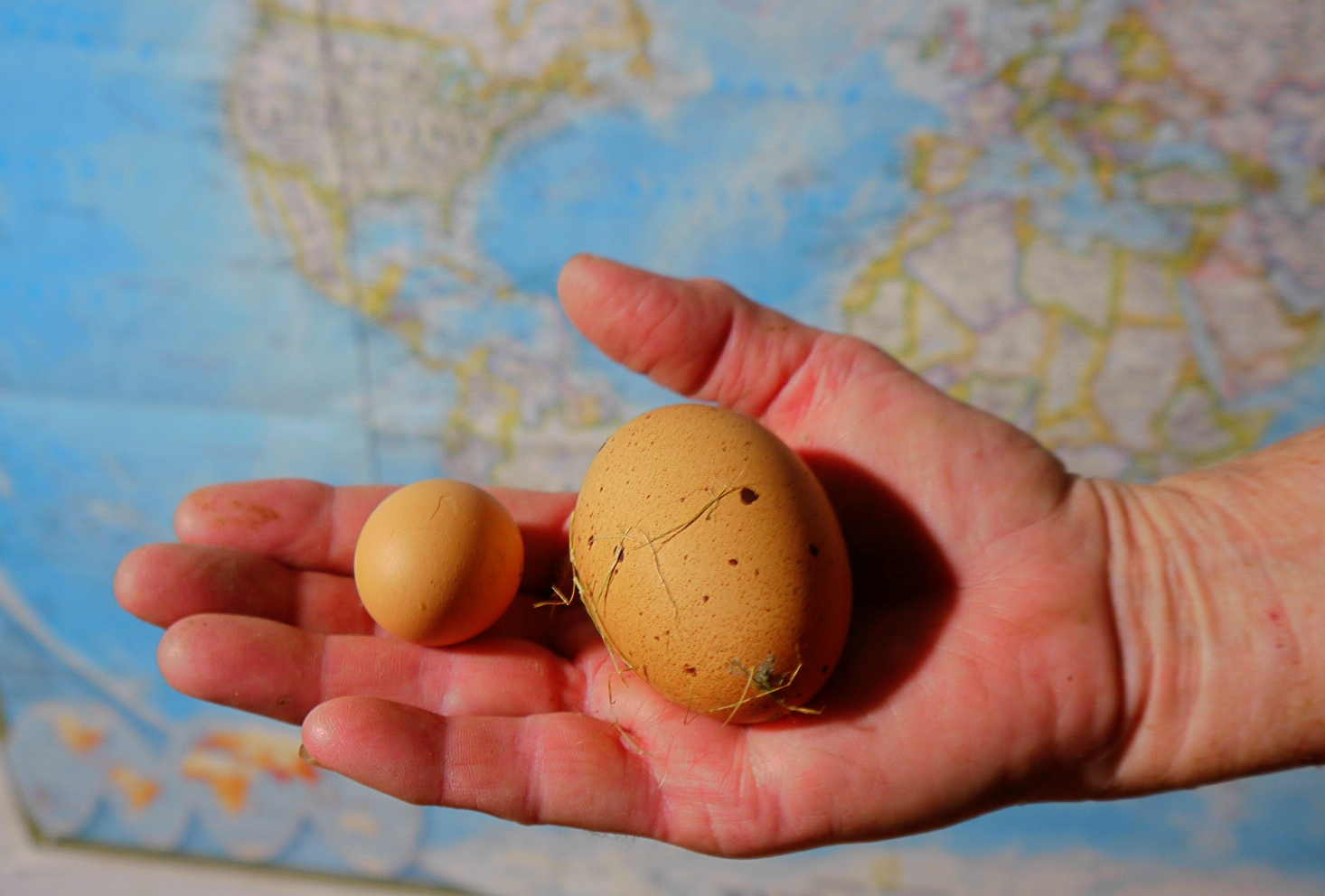 tinyegg.JPG