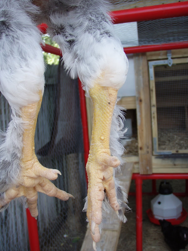 Chickens%20054.JPG
