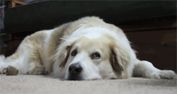 tumblr_ltbv4cTuv61qfjjglo6_250.gif