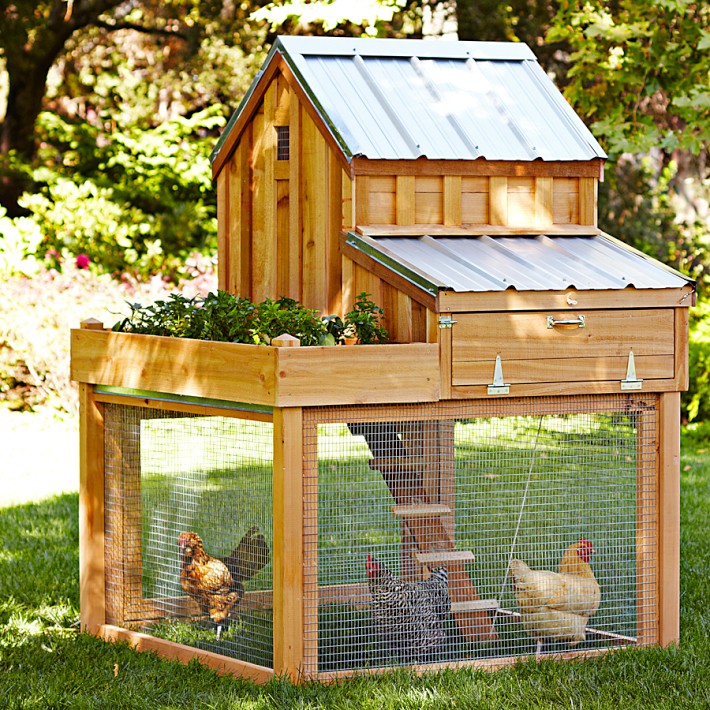 Chicken-Coop.jpeg