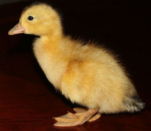 duck1-3.jpg