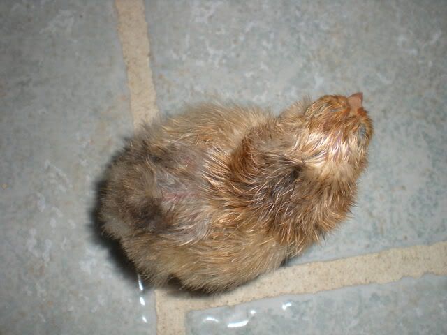 DSCN0193.jpg