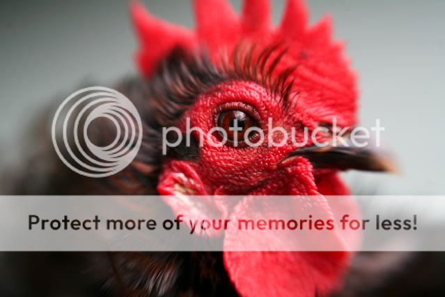chickens0003.jpg