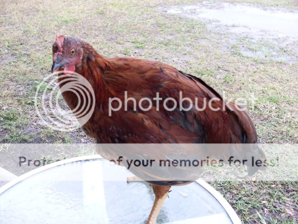 SDC10439.jpg
