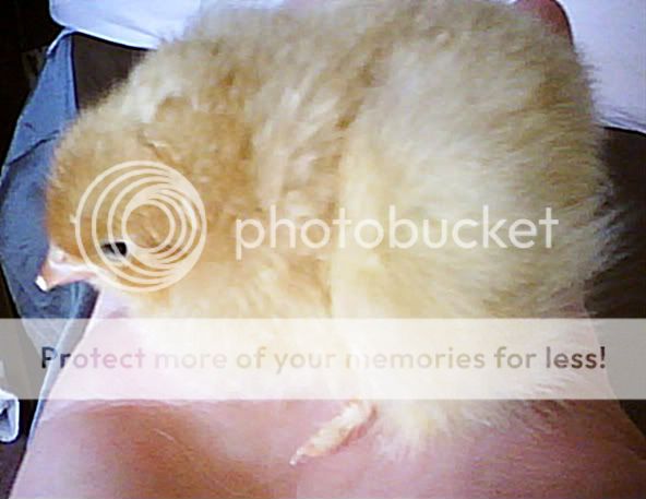 chick2.jpg