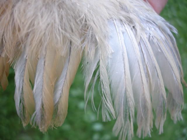 DSC01771.jpg
