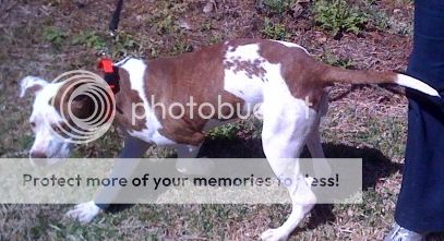 MomsDogs-02-25-10-033.jpg