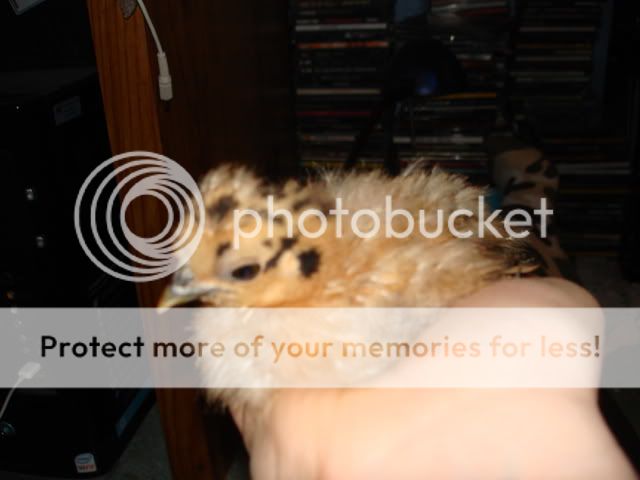 DSC01390.jpg