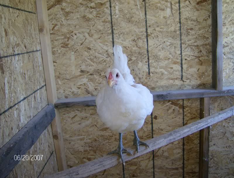 AssortedChickensJetNNchick004.jpg