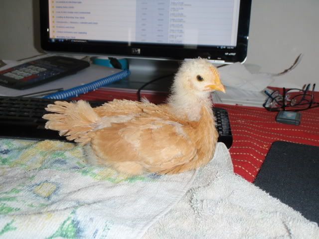 princess008.jpg