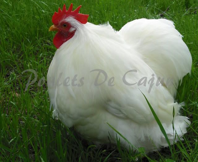 CochinRoo.jpg