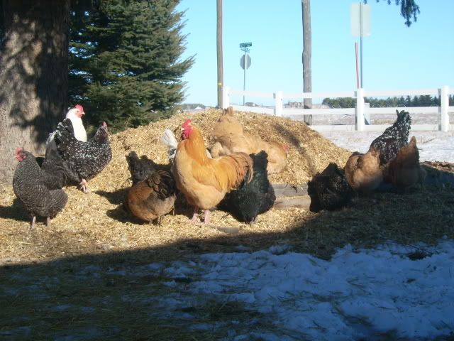 chicks012.jpg