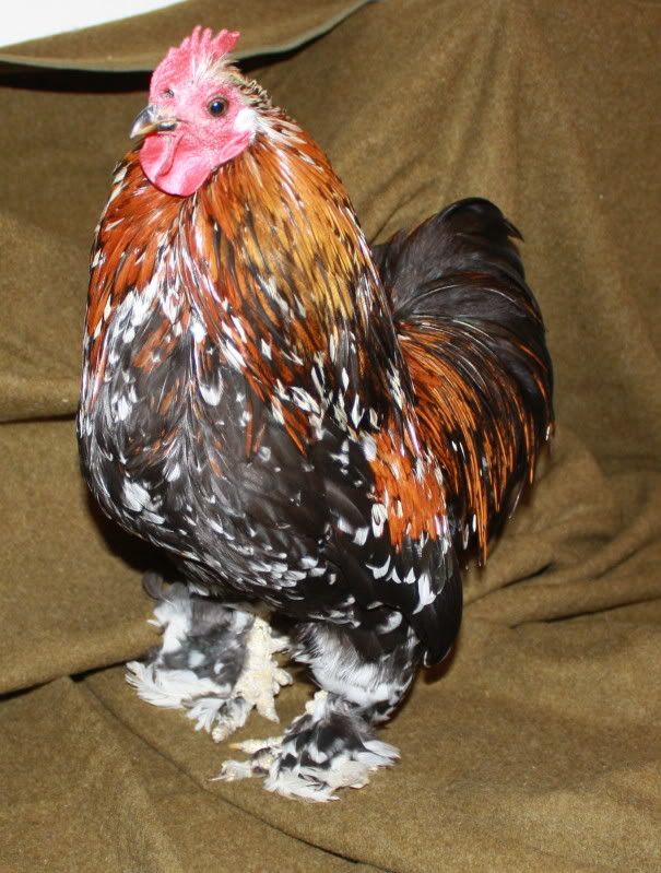 chickchick2.jpg