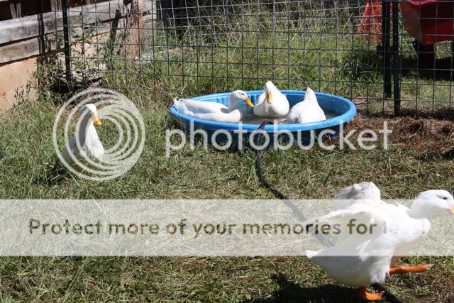 ducks006-2.jpg