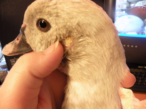DSCN5597.JPG