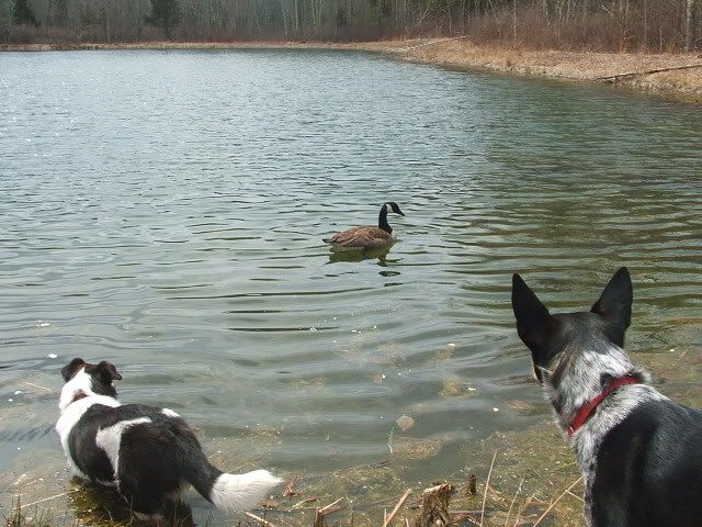 noahnovemberandgoose060.jpg