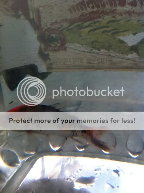 photo33.jpg