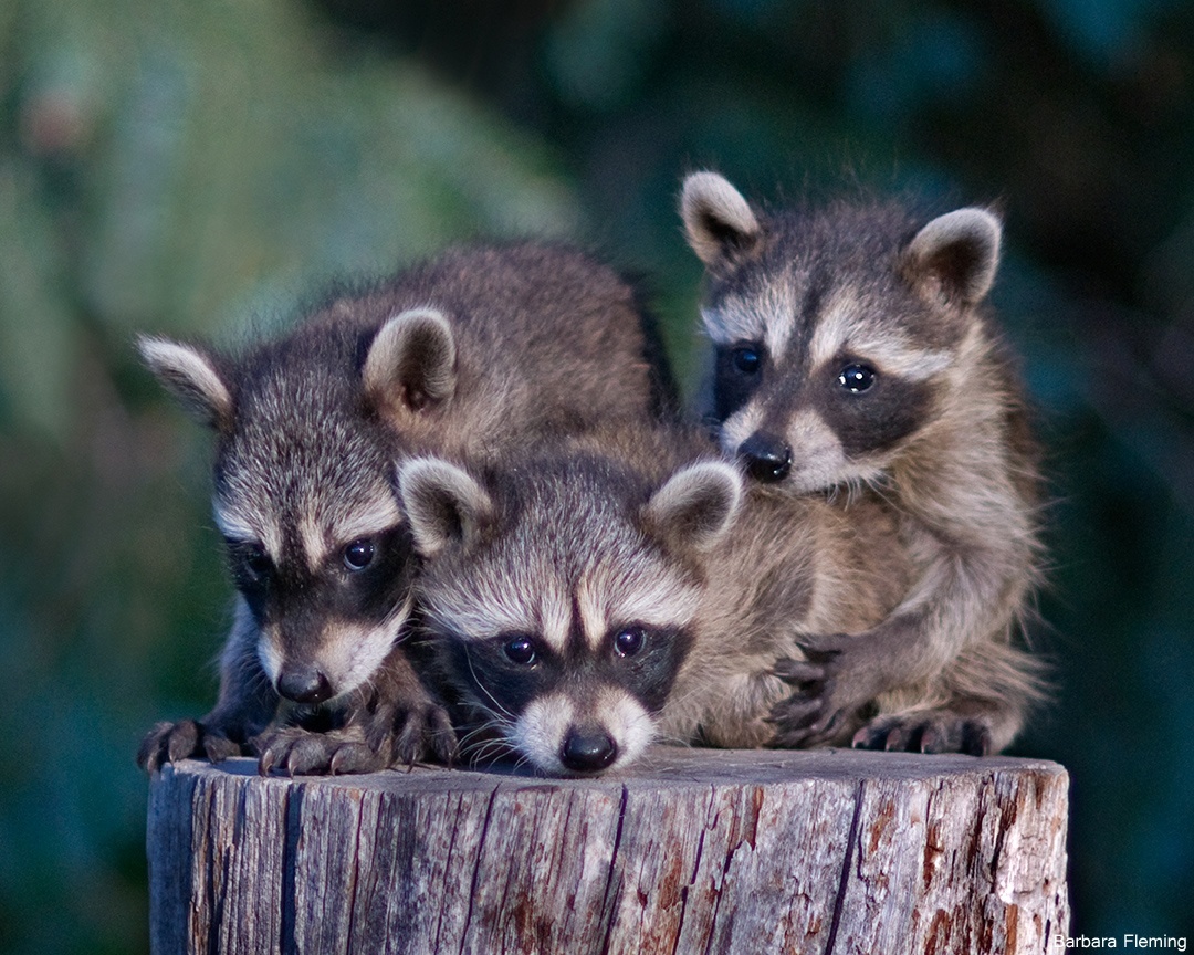 Raccoons_BarbaraFleming_363977-copy.jpg