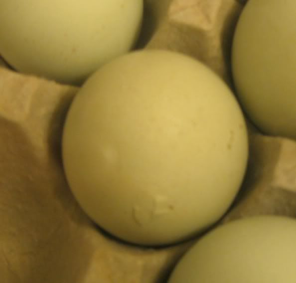 EggPip.jpg