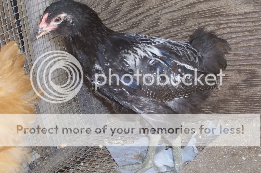 chicken.jpg