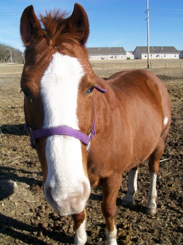 animals133-1-1.jpg