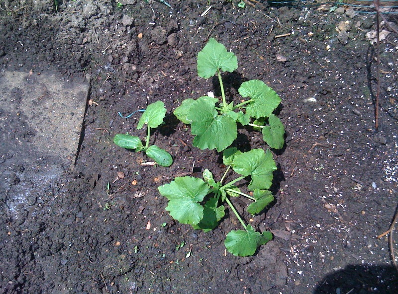 zucchini_2.jpg