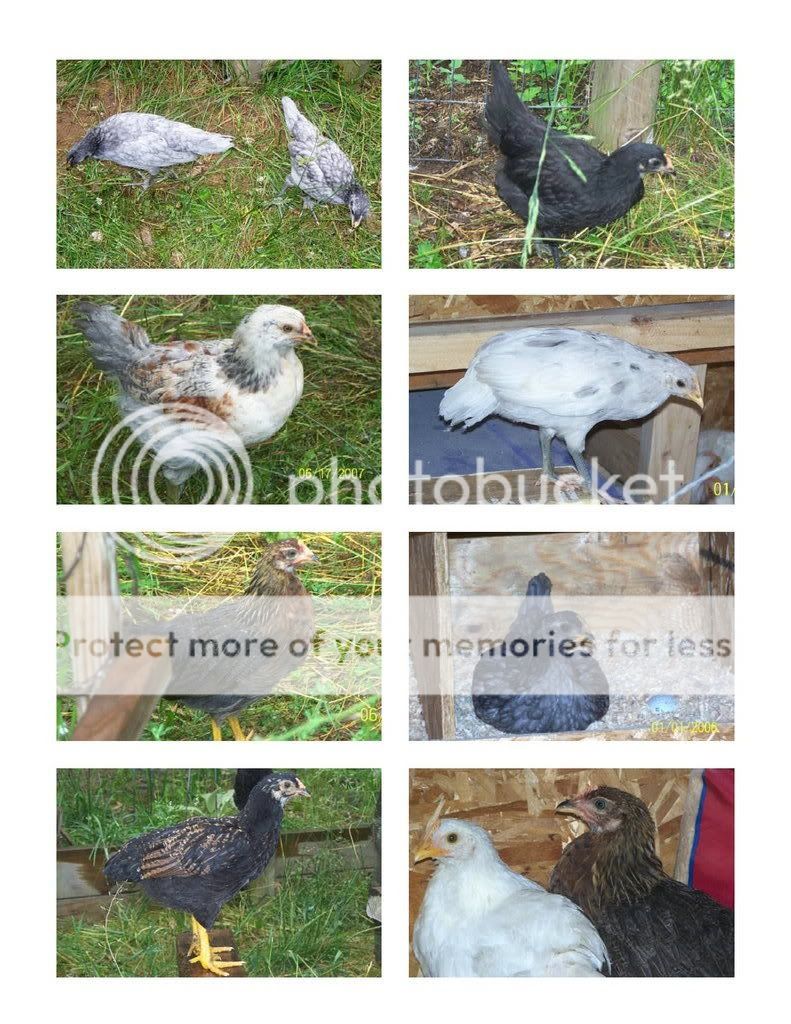 6thWeek-Hens.jpg