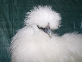 DSCF2703.JPG