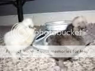Picture008.jpg