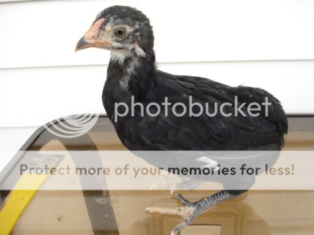 BlackChick012.jpg