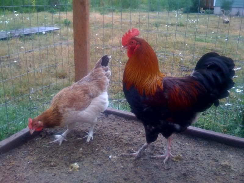 WheatenPair.jpg