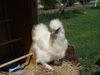 DSC00014.jpg