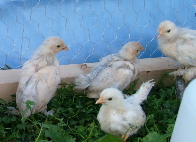 bantychicks007.jpg