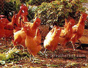 PratFlock.JPEG