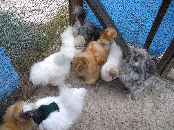 ChickenSweatersdec090694LR.jpg