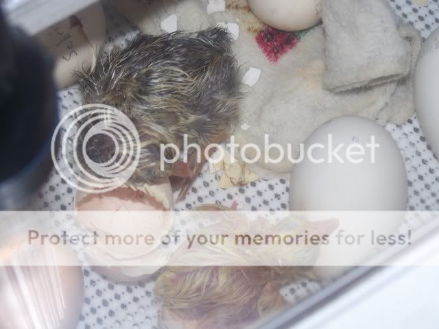 Hatching001.jpg