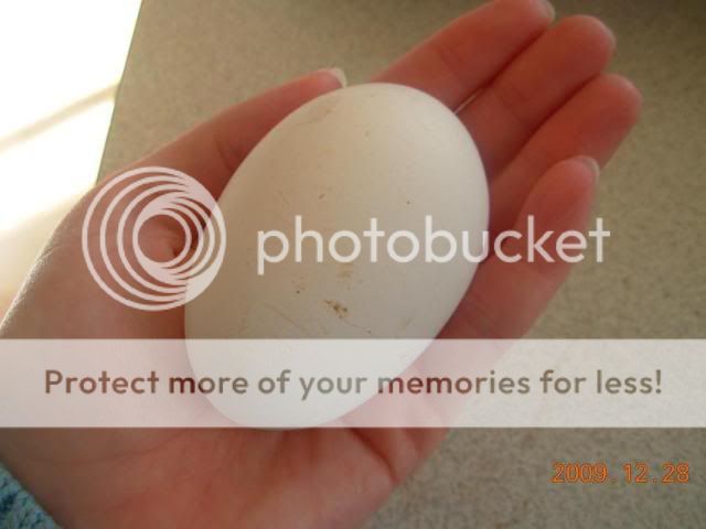 HUGEEGG.jpg