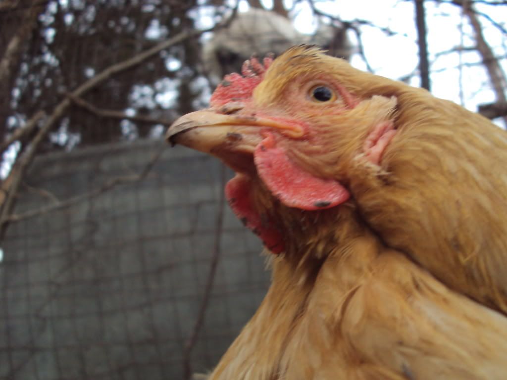 ChickPicks188.jpg