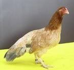 cubalaya1.jpg