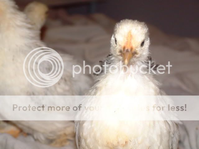 CochinChicks5Weeks006.jpg