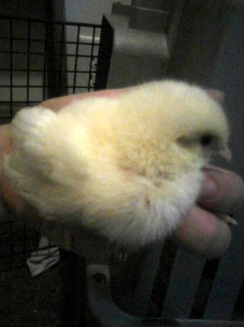 yellowchick.jpg