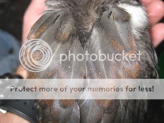 FBCM-Pullet-feathers-5-week.jpg