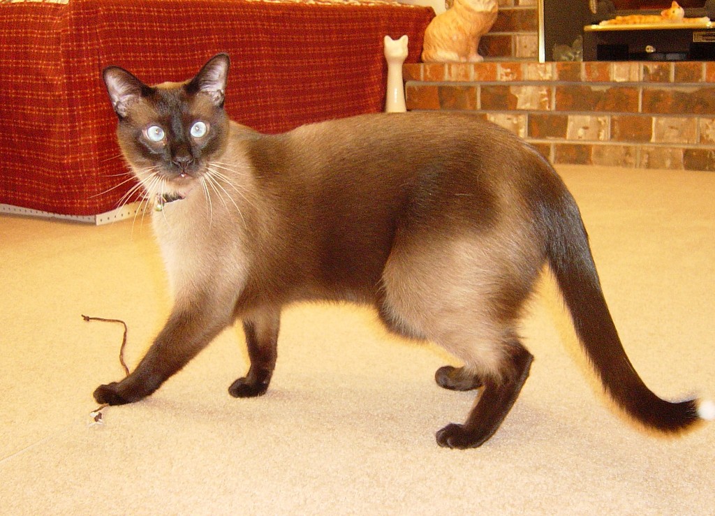 Sammy%20Seal%20Point%20Siamese%20cat.JPG