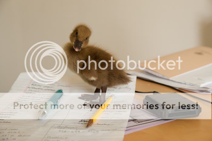 duckplay-78.jpg