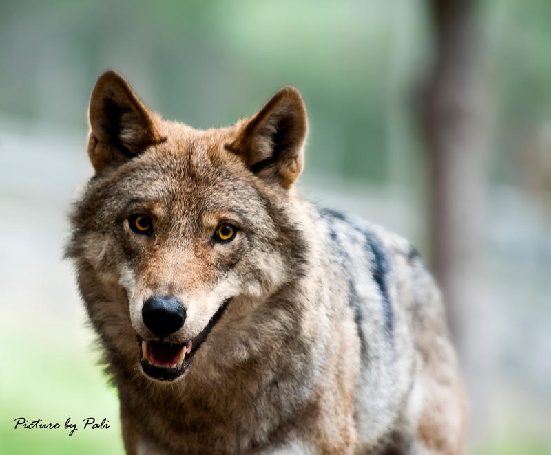 The_Happy_Wolf_by_PictureByPali.jpg