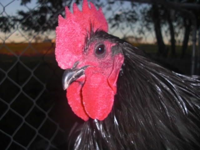 AustralorpRoo005.jpg