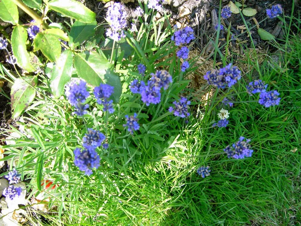 Englishcountryside013.jpg