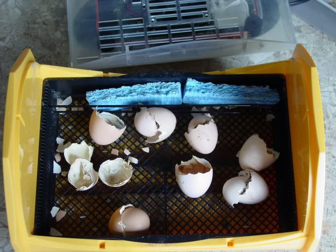 hatch013s.jpg
